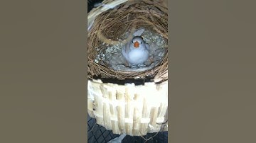 first time laying eggs my finches|| #birds|| #finch|| #shorts|| 🐦🐦🐦🥚🐣