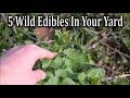 5 Wild Edibles In Your Yard and How To Use Them