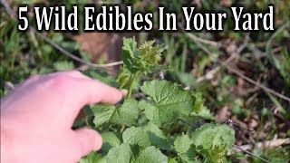 5 Wild Edibles In Your Yard and How To Use Them