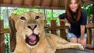 Journey Through the Wild at Taman Safari Prigen: East Java's Iconic Safari Adventure