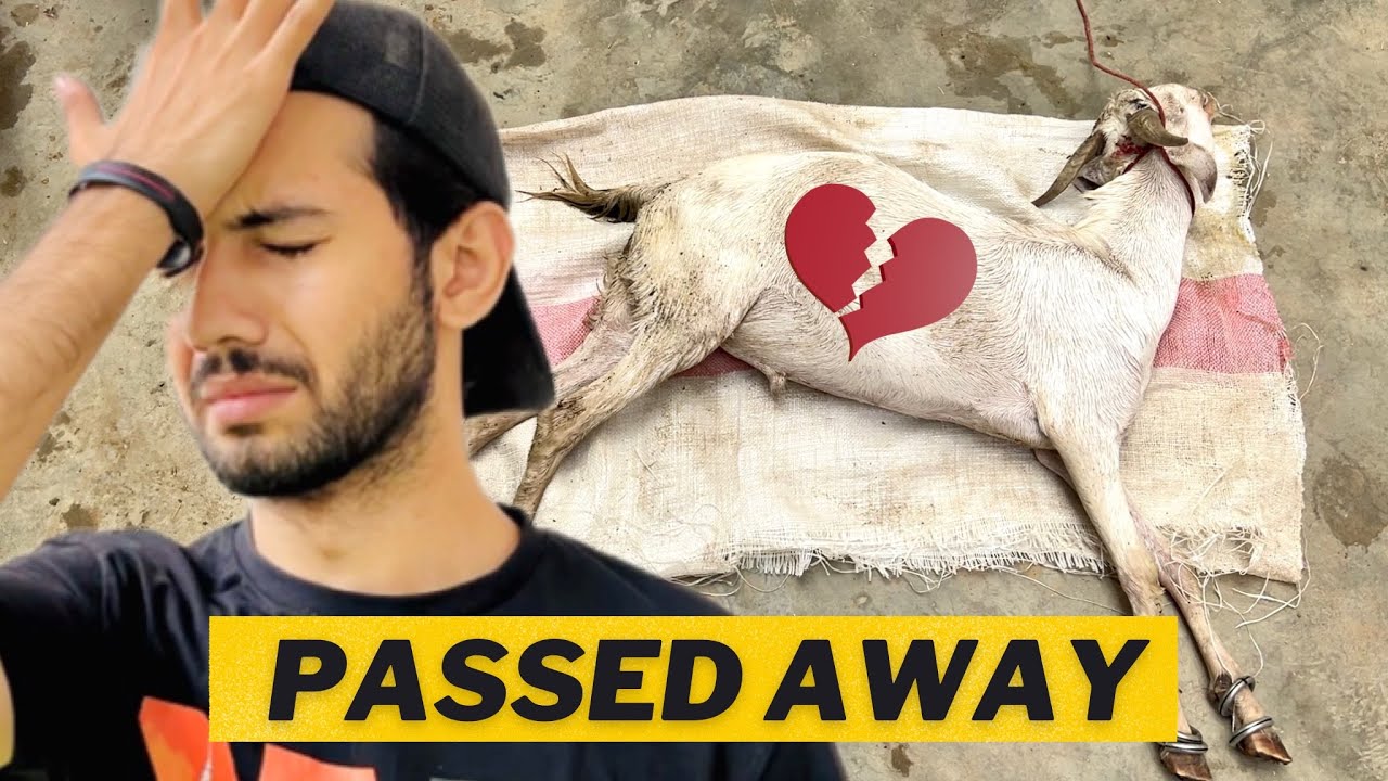 Mera bakra margaya 😭 Qurbaani karni thi.