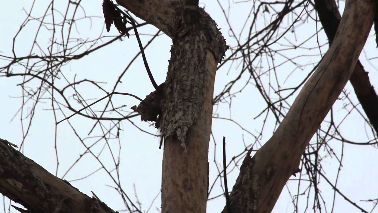 Brown Creeper (1080 pixels recommended) birds chirping