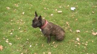 French Bulldog doing  20 tricks