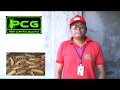 Termite control pipe line fitting  for pest control