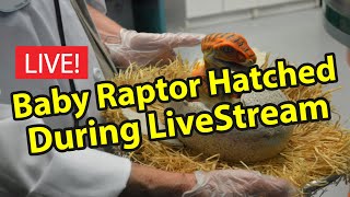 Live: Lunch Time Live Stream | Baby Raptor Hacked Live at 1 Hour 27 Minute Mark