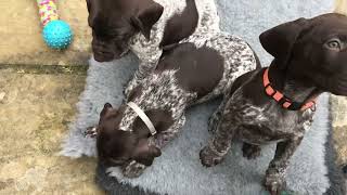 AYTEE GSPS 'Q' LITTER - 7 weeks old by Aytee GSPs 364 views 5 months ago 3 minutes, 56 seconds