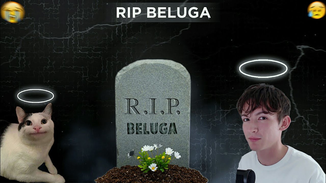 Rest in peace legend 🥺 Beluga 🥺✨ #reels #rip #pets #cat #legend