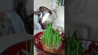 ❤️Кошечка Буся❤️ Очень вкусная травка!🐱👍