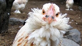 Washington Too Chicken to Bust Poultry Trust