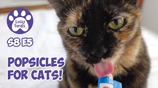 Summer Popsicles For Cats, Who Farted - Lucky Ferals S8 E5 - Cat Vlog