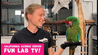 California Science Center Fun Lab TV (Episode 2) Wealth