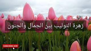 زهرة التوليب _ موطنها الاصلي _ معاني ألوان زهرة التوليب_لماذا تفرض تركيا آلاف الدولارات على قطفها