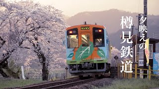 【鉄道のある風景14】夕映えの桜が美しい樽見鉄道