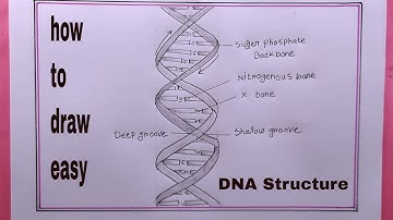 How to draw structure of DNA double helix/structure of DNA