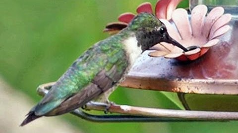 Ruby-throated Hummingbirds, Part 2 - August 23, 2014