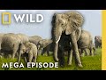 Secrets Of The Elephants Season 1 MEGA EPISODE Nat Geo Animals Secrets Of The Elephants Season 1 MEGA EPISODE Nat Geo Animals