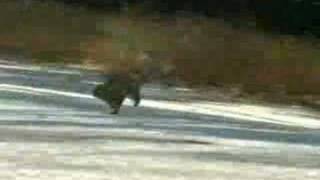 GEICO- Squirrel Commercial