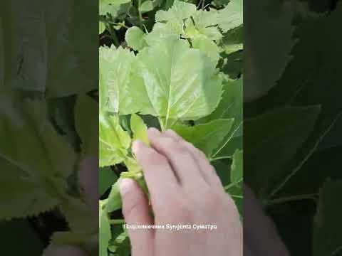 подсолнечник суматра syngenta