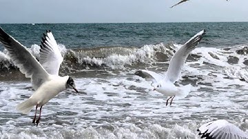 Thumbnail of [베스트] 김영동 - 초원(연주곡) kpop 韓國歌謠