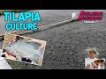 Tilapia culture kumikitang agrikultura