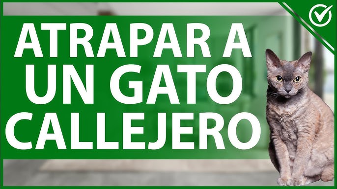 Las mejores 10 ideas de Trampas para gatos  trampas para gatos, trampa para  pajaros, supervivencia en la naturaleza