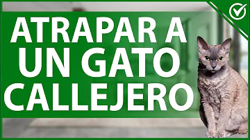 ¿Cómo abrigar a un gato callejero?