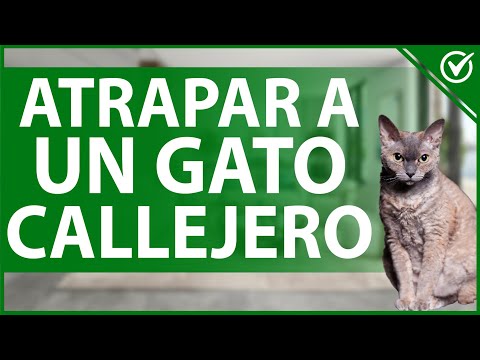 Video: Cómo atrapar un gato callejero: 14 pasos (con imágenes)