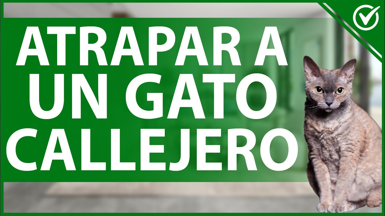 🐈 ¿Cómo ATRAPAR a un GATO CALLEJERO usando trampas caseras? 🐈 