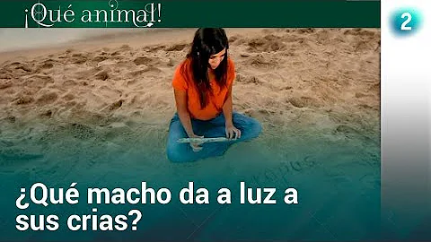 ¿Qué animal da a luz a un niño a pesar de ser macho?