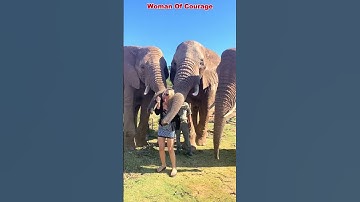 Everyone Runs from the Elephant… Except This woman ! #trending #animals #wildlife #elephant #shorts