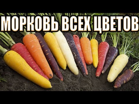 КАКОЙ ЦВЕТ НАСТОЯЩЕЙ МОРКОВИ - зачем в древности выращивали морковь черного цвета?