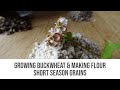 Growing Buckwheat & Making Flour - Short Season Grains