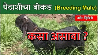 पैदाशीचा बोकड कसा पाहिजे? | Breeding Male | Goat Farming |  🐐🔥