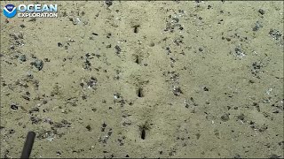 NOAA Okeanos Explorer July 23 2022 -  Mystery trails on the ocean floor!