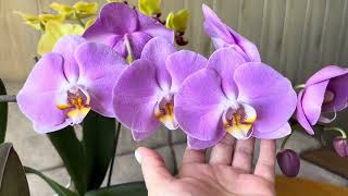 Стеллаж с Орхидеями в кухне,новый дизайн красота