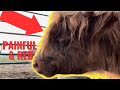 3 Important Steps To Recognize, Treat &amp; Prevent Pinkeye in Highland Cattle| Our Cow Has Pinkeye