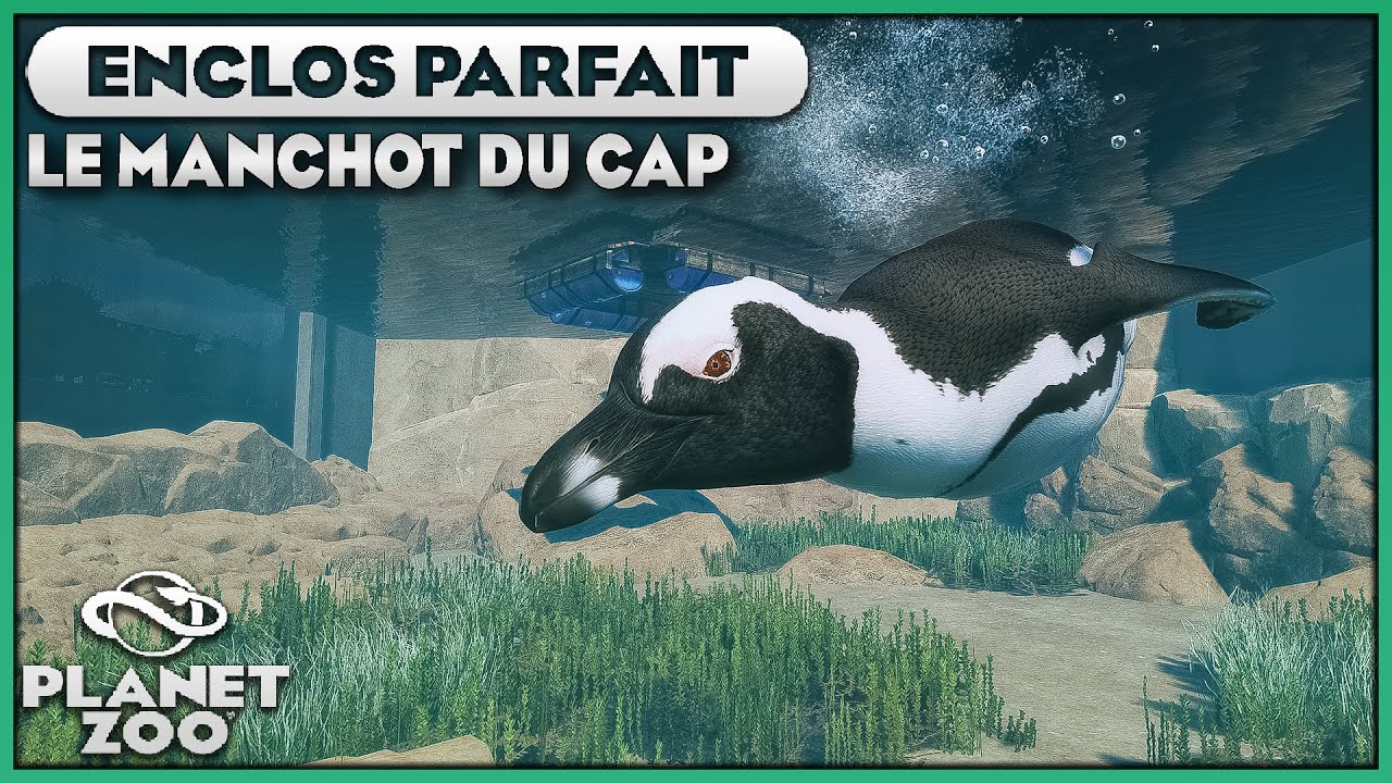 Les Manchots du Cap (3 Tutoriels en 1) | LES ENCLOS PARFAITS : EPISODE 47 | PLANET ZOO
