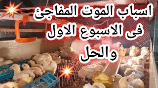 اسباب موت الفراخ المفاجئ والحل بسيط جدا #تربية الدواجن