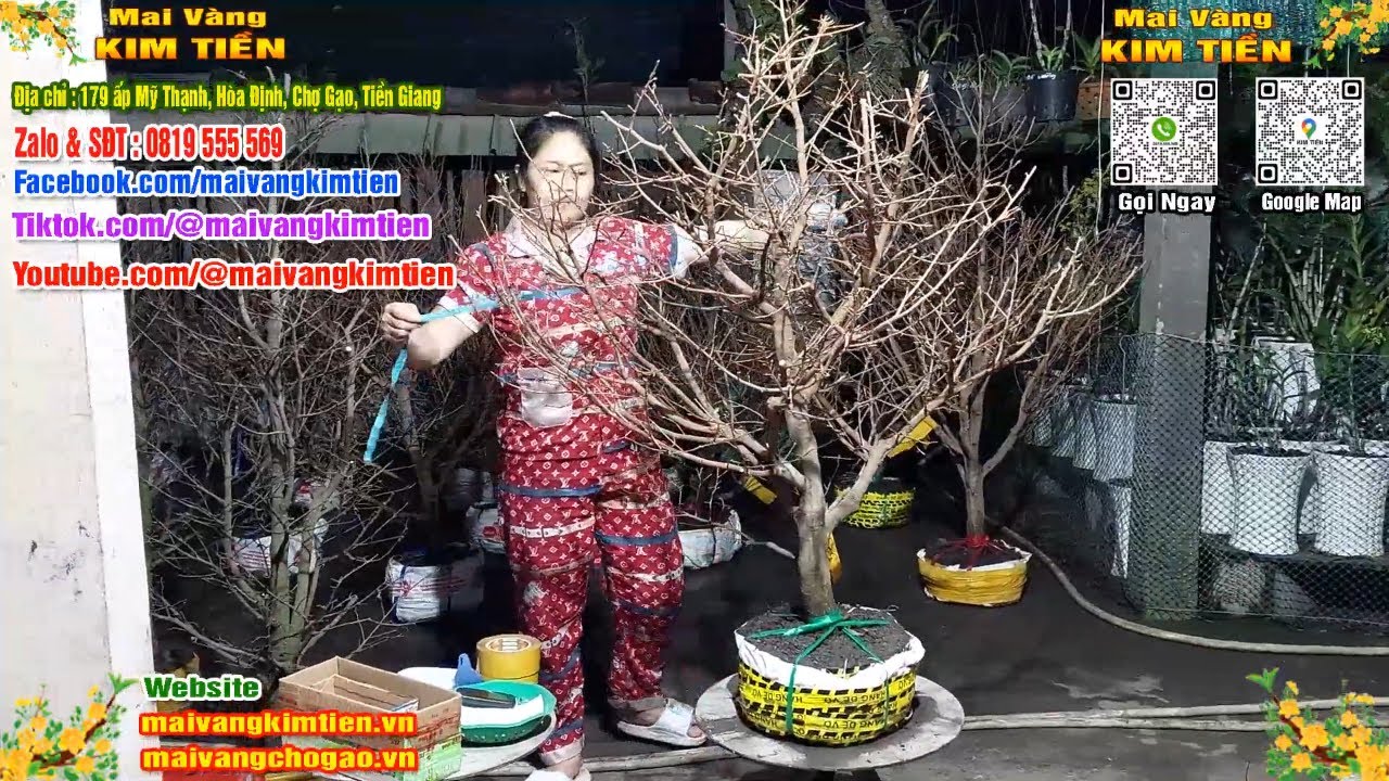 Phôi Mai Thủ Đức Giá Rẻ Bao Ship Bao Sống Toàn Quốc - Mai Vàng Kim Tiền Chợ Gạo