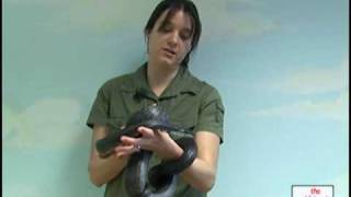 Cindy meets the Black Rat Snake!