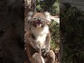 Crying Koala A Heartfelt Encounter With Nature 