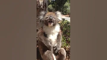 Crying Koala A Heartfelt Encounter With Nature 
