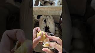 Breaking An Egg To Help A Duckling Hatch