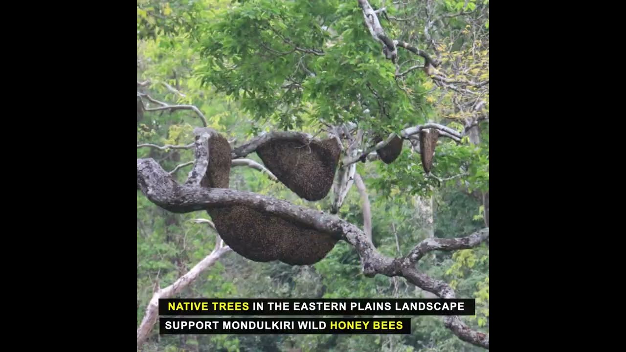 Native trees in the eastern plains landscape support Mondulkiri wild honey bees