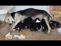 Street mother Dog Given Birth To 8 wonderful baby dog Puppies -  Dogoftheday