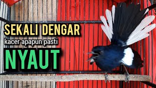 kacer gacor NGEPLONG tarung KONSLET ini paling AMPUH buat PANCINGAN KACER agar EMOSI