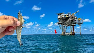 I Tossed Giant LIVE SHRIMP Around This Oil Rig and then CHAOS ERUPTED ** MASSIVE FISH EVERYWHERE**