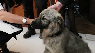 Новая собака Путина.Президент Сербии подарил президенту России щенка. Новая собака Путина.Президент Сербии подарил президенту России щенка.