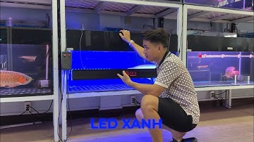 2 luồng ý kiến trái chiều với LED XANH nói chung và LED XANH trên đèn RDI nói riêng