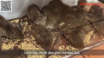 Cách làm bãy chuột đơn giản mà hiệu quả - Giúp chúng ta có thể bắt sạch chuột trong nhà bếp